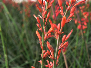 Vivers Càrex - Hesperaloe parviflora